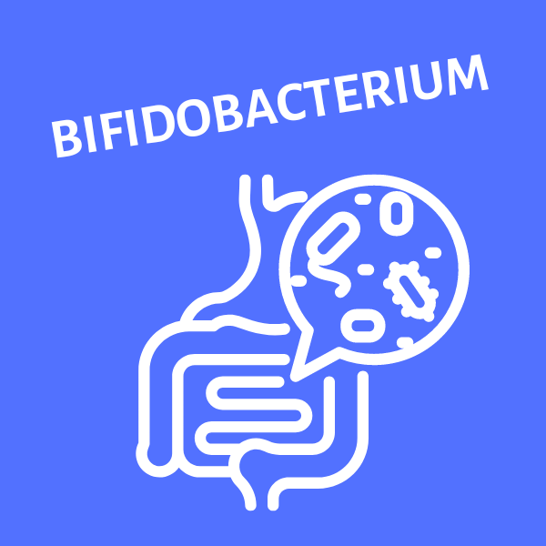 Bifidobacterium Digestive System
